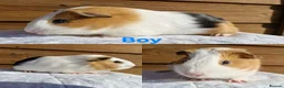 Guinea Pig rodents for sale: 3 Male baby guinea pigs - Ready to leave now - Advert 3
