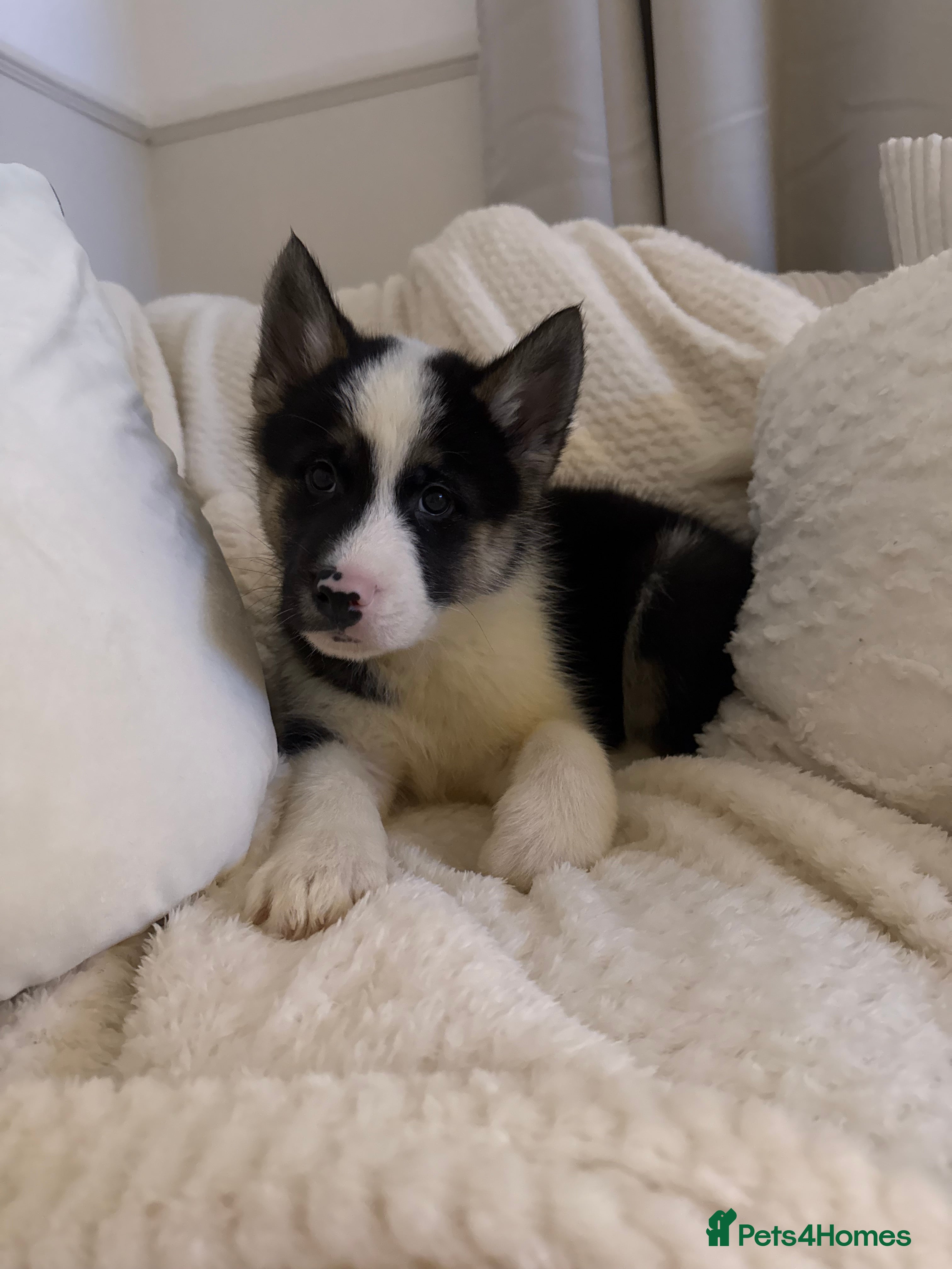 Huskita dogs READY NOW Huskita Puppies - Advert 1