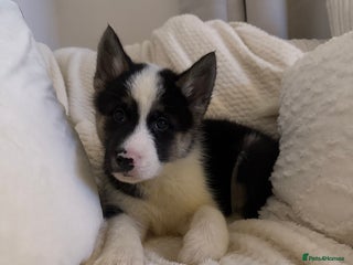 Huskita dogs READY NOW Huskita Puppies - Advert 1