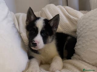 Huskita dogs REDUCED PRICE Huskita Puppies 🤍 3 LEFT - Advert 1