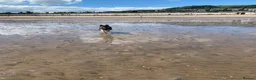 Mixed Breed dogs for sale: King (German shepherd cross Alaskan malamute) in Edinburgh - Advert 16
