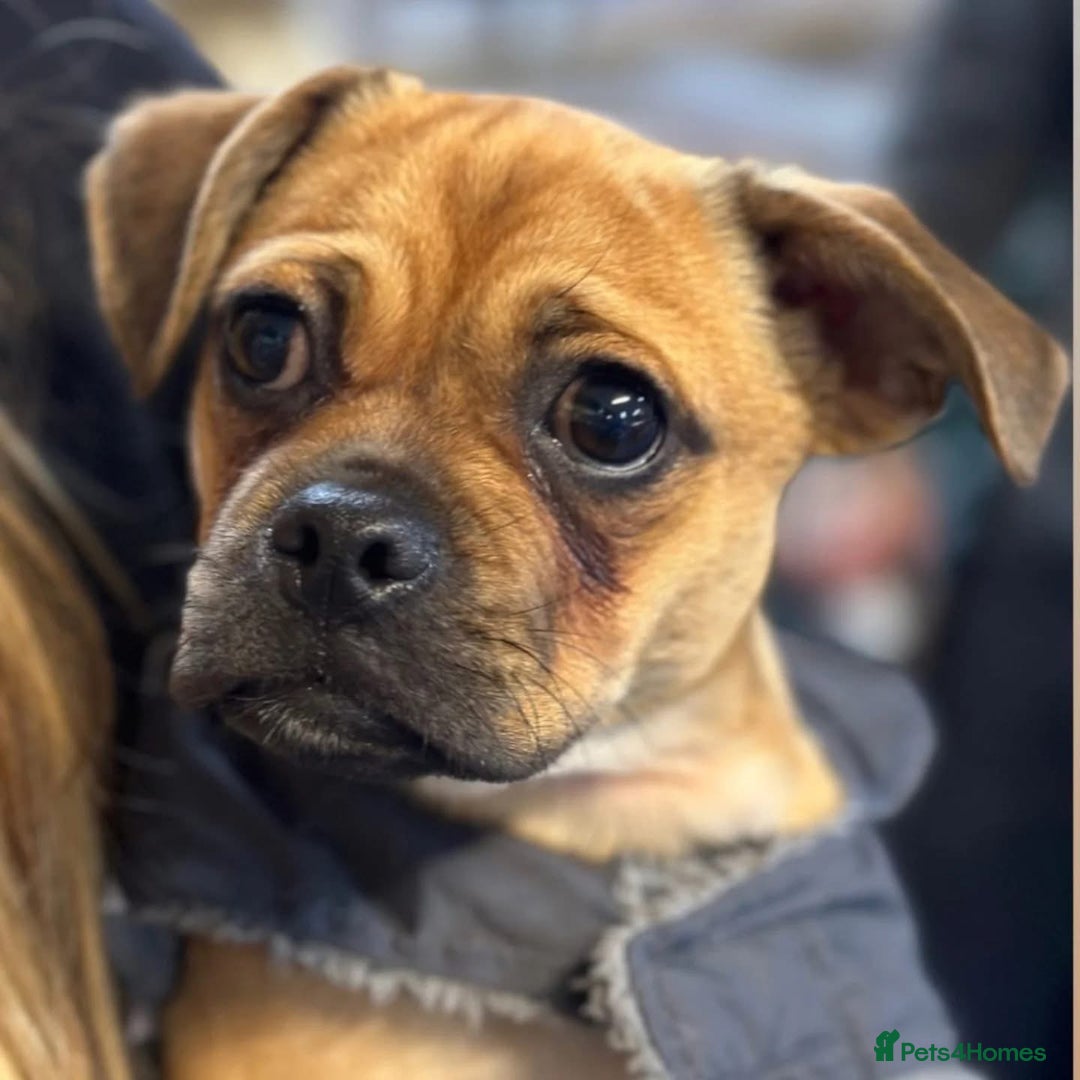 Jug dogs for stud: Archie  - Image 2