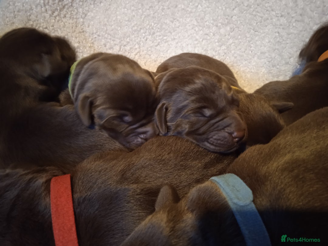 Labrador Retriever dogs for sale: KC CHOCOLATE LABRADORS PUPPIES, H TESTED PARENTS  - Advert 9