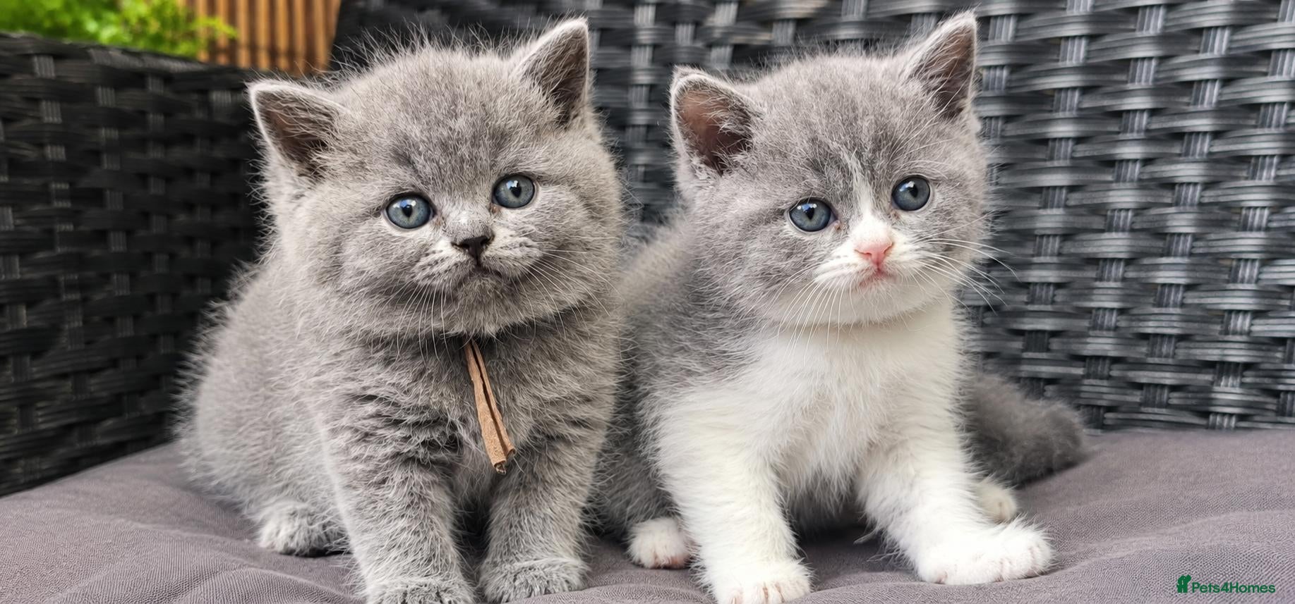 British Shorthair cats GCCF Registered British Shorthair Kittens - Advert 2