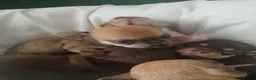 Chihuahua dogs for sale: Chihuahua  - Advert 20