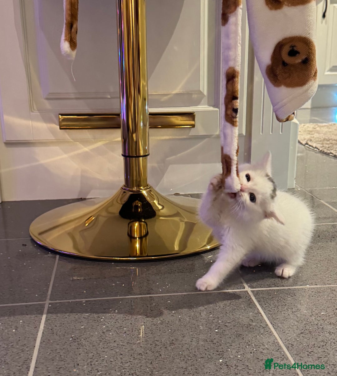 Mixed Breed cats for sale: Siberian x British Shorthair  - Advert 4