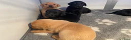 Labrador Retriever dogs for sale: KC REG Yellow/fox red and Black Labrador puppies  - Advert 16