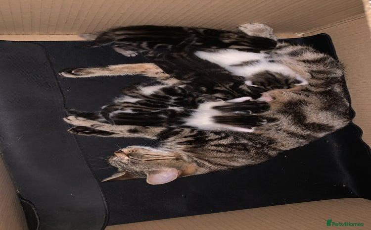 British Longhair cats - Advert 1