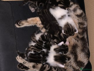 British Longhair cats - Advert 17