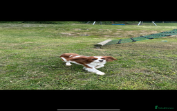 Cavalier King Charles Spaniel dogs for stud: KC registered health tested Blenheim stud in Folkestone - Image 2
