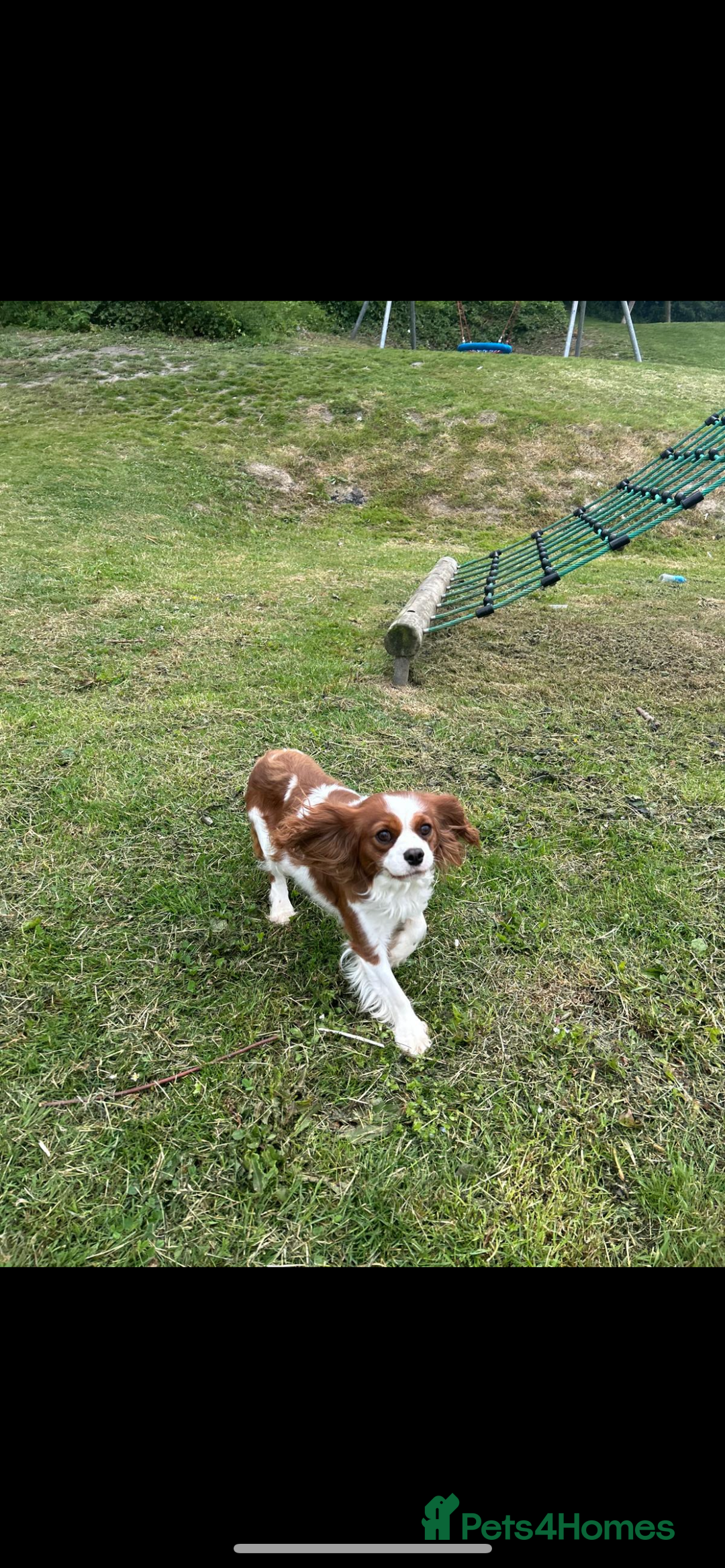 Cavalier King Charles Spaniel dogs for stud: KC registered health tested Blenheim stud in Folkestone - Image 2
