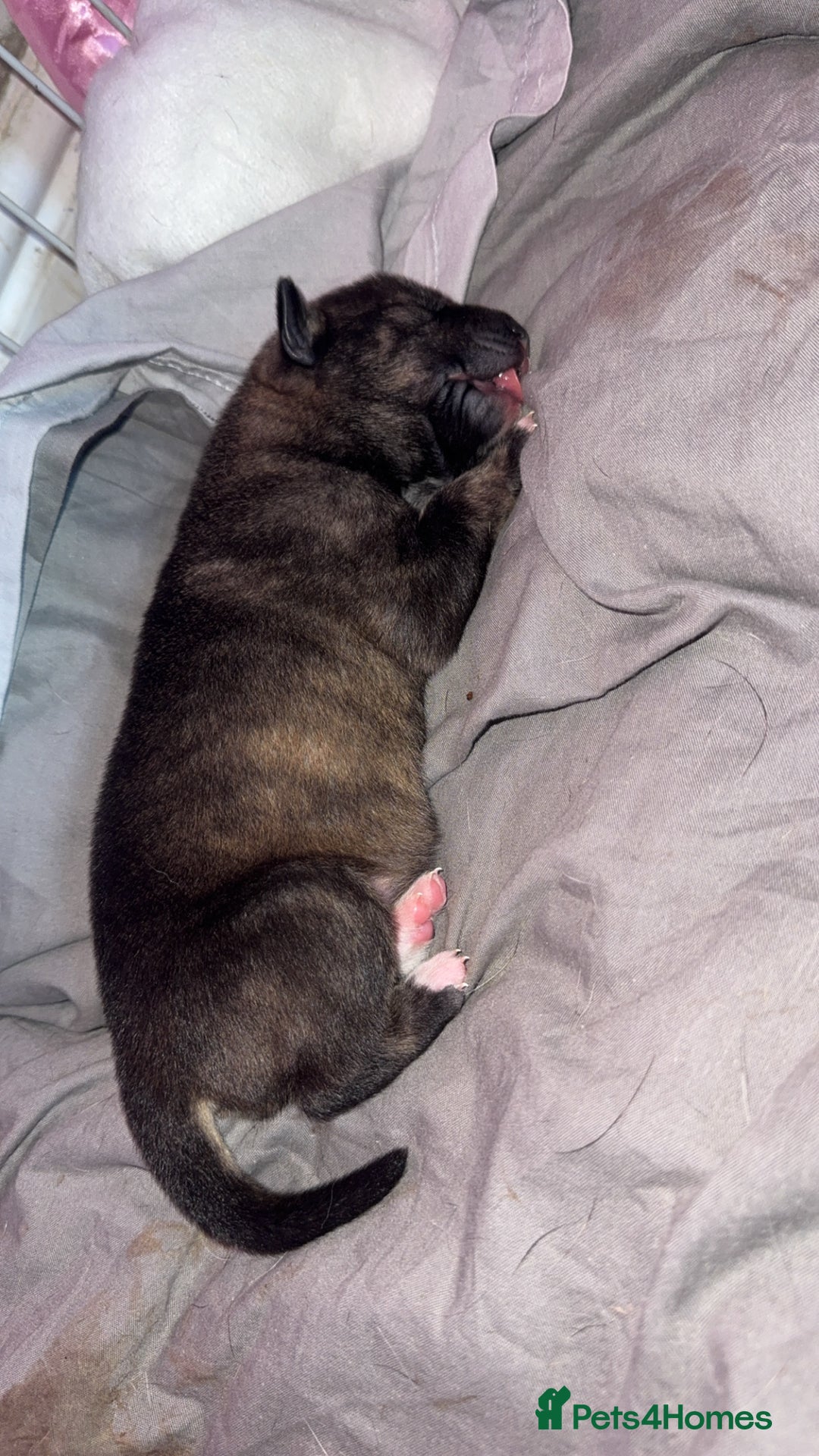 Mixed Breed dogs for sale: Stuffy puppies for sale  - Image 3