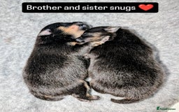 Pomeranian dogs for sale: Quality Pomeranian puppies - Advert 14