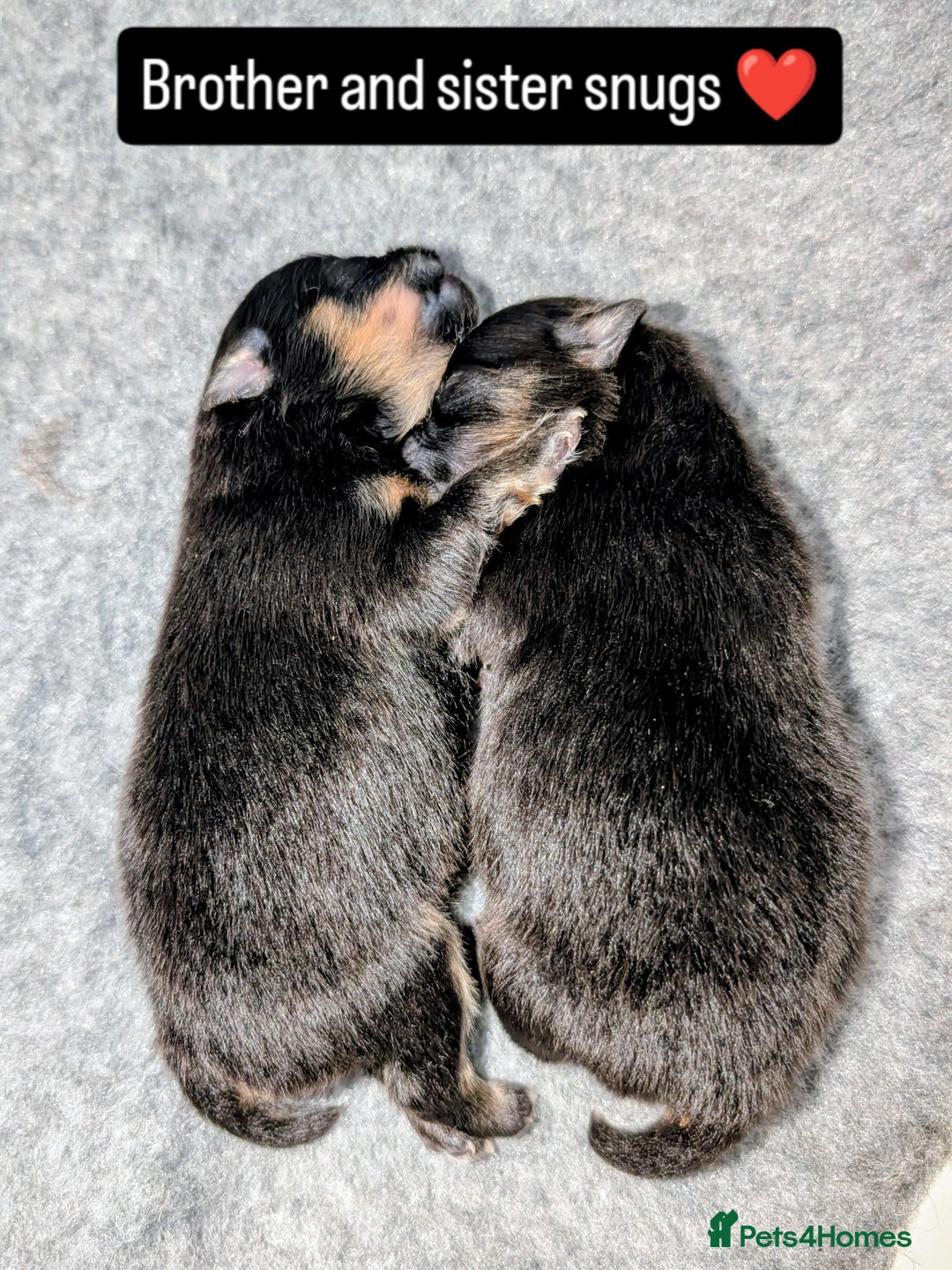 Pomeranian dogs for sale: Quality Pomeranian puppies - Advert 14