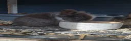 Lionhead rabbits for sale: Double Mane Lionhead Bunnies  - Advert 2