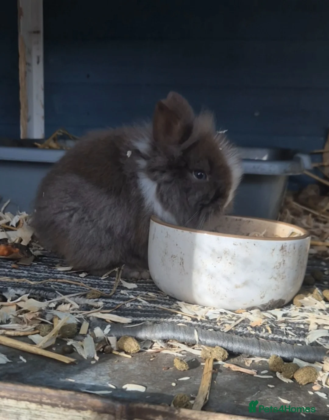 Lionhead rabbits for sale: Double Mane Lionhead Bunnies  - Advert 2