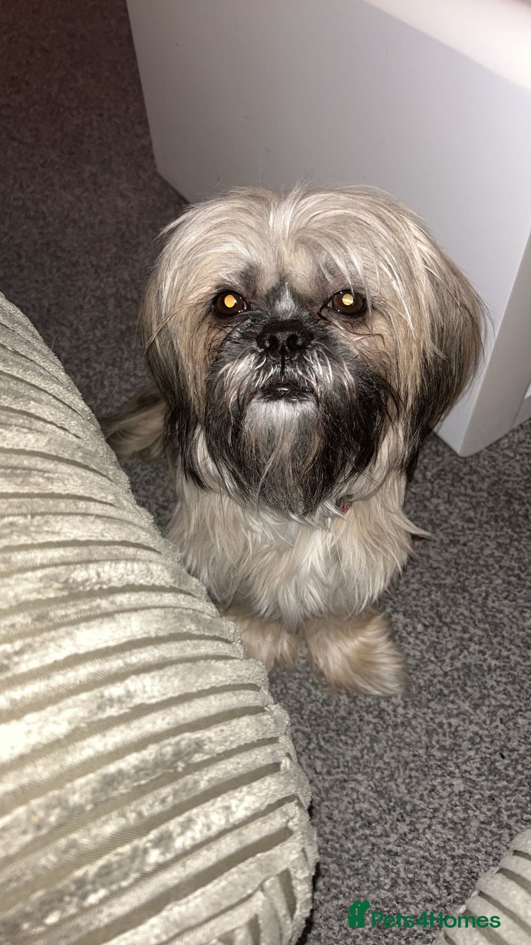 Shih Tzu dogs for sale: Mitsy  - Image 3