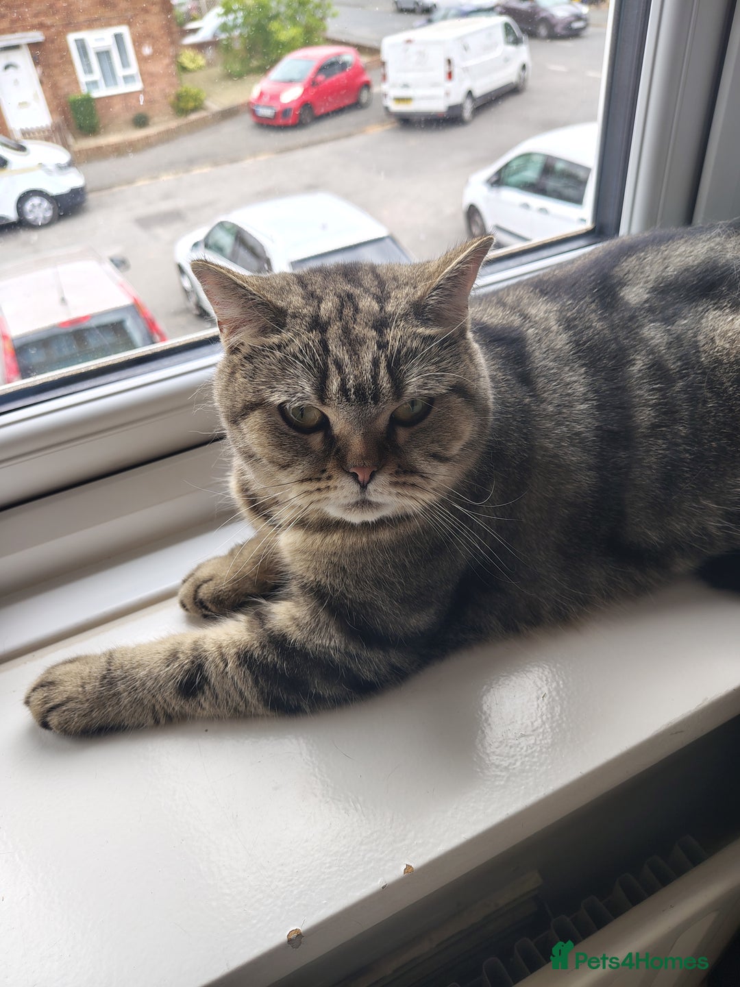 Mixed Breed cats for sale: Tabby girl - Image 1