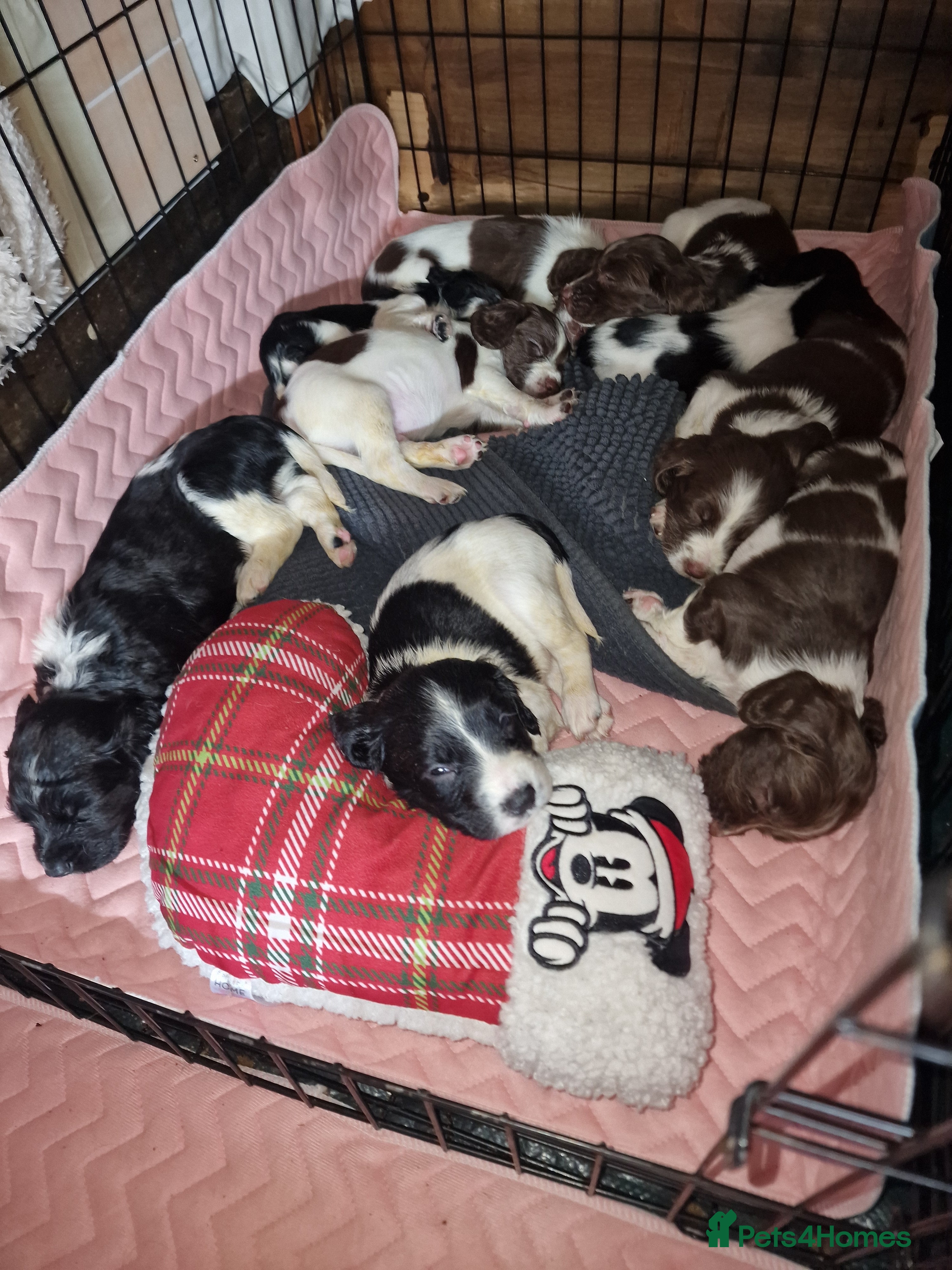 English Springer Spaniel dogs 8 pups for sale - Advert 2