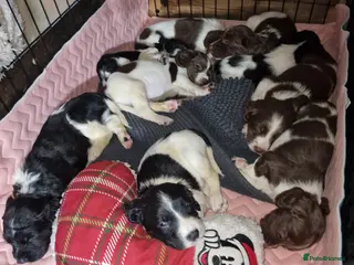 English Springer Spaniel dogs 8 pups for sale - Advert 4