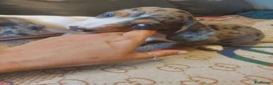Dachshund 1
