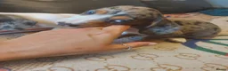 Dachshund dogs for sale: Stunning dachshunds with blue eyes  - Advert 13