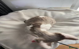 Devon Rex cats for sale: Fantastic quality GCCF boy  - Image 4