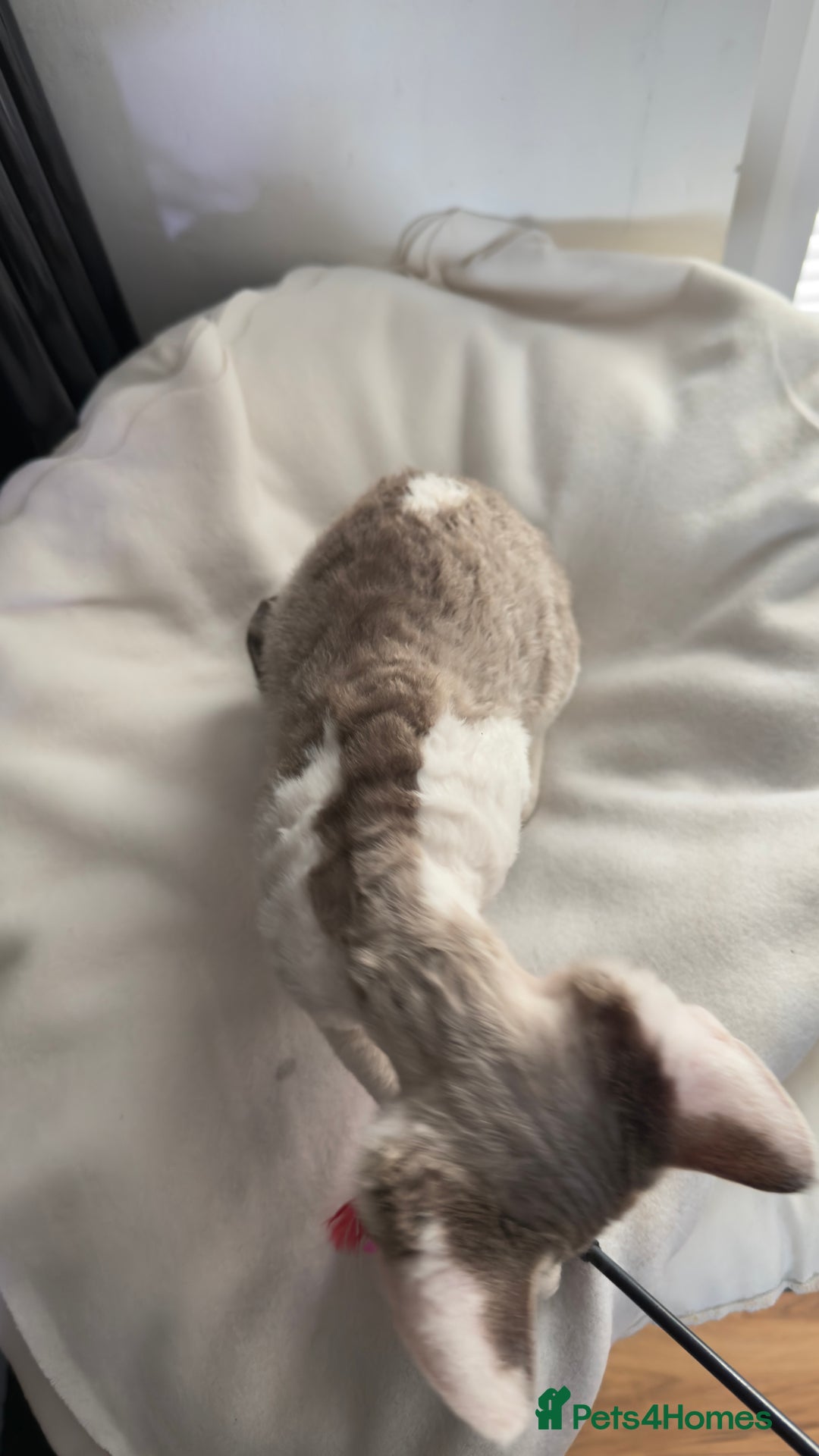 Devon Rex cats for sale: Fantastic quality GCCF boy  - Image 4