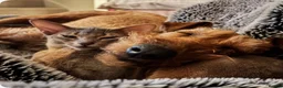Abyssinian cats for sale: Marvellous Margot - Advert 3
