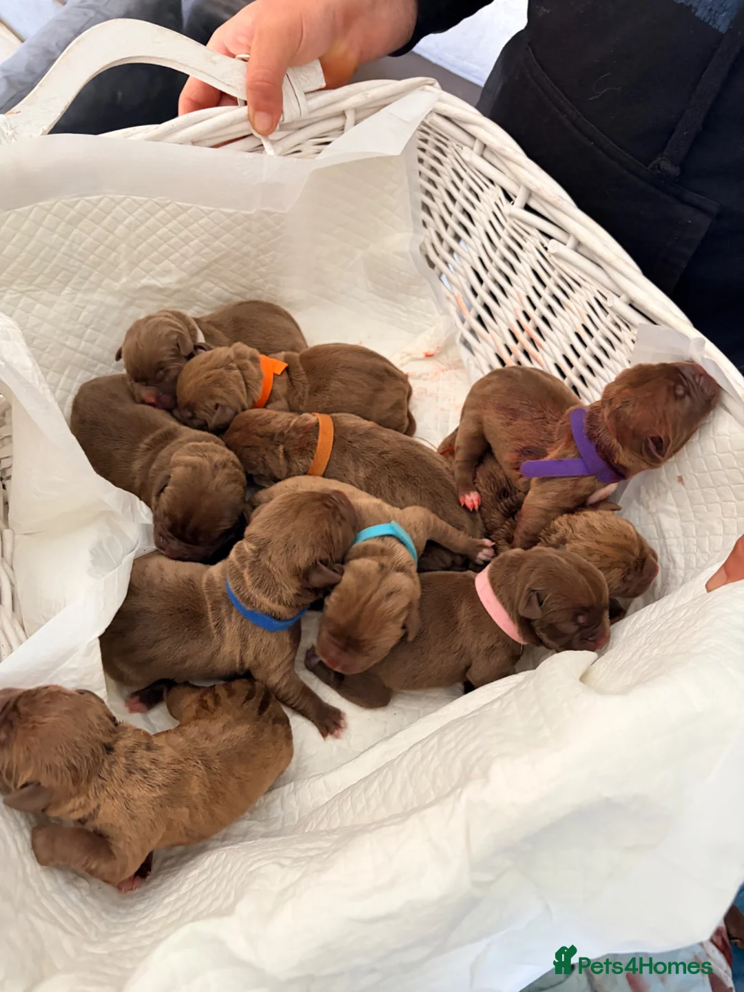 Mixed Breed dogs for sale: Presa cross dogue de Bordeaux  - Advert 1