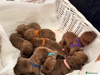 Mixed Breed dogs for sale: Presa cross dogue de Bordeaux - Advert 1