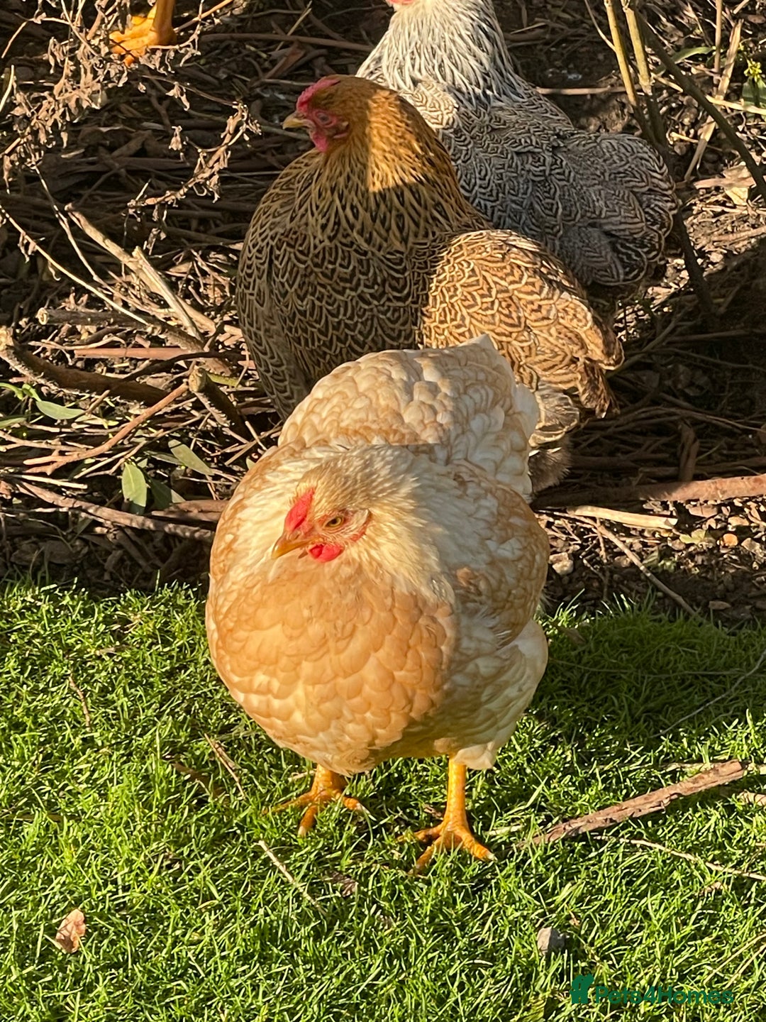 Chickens poultry for sale: BANTAM WYANDOTTE HENS, HATCHED SUMMER ‘25 - Advert 2