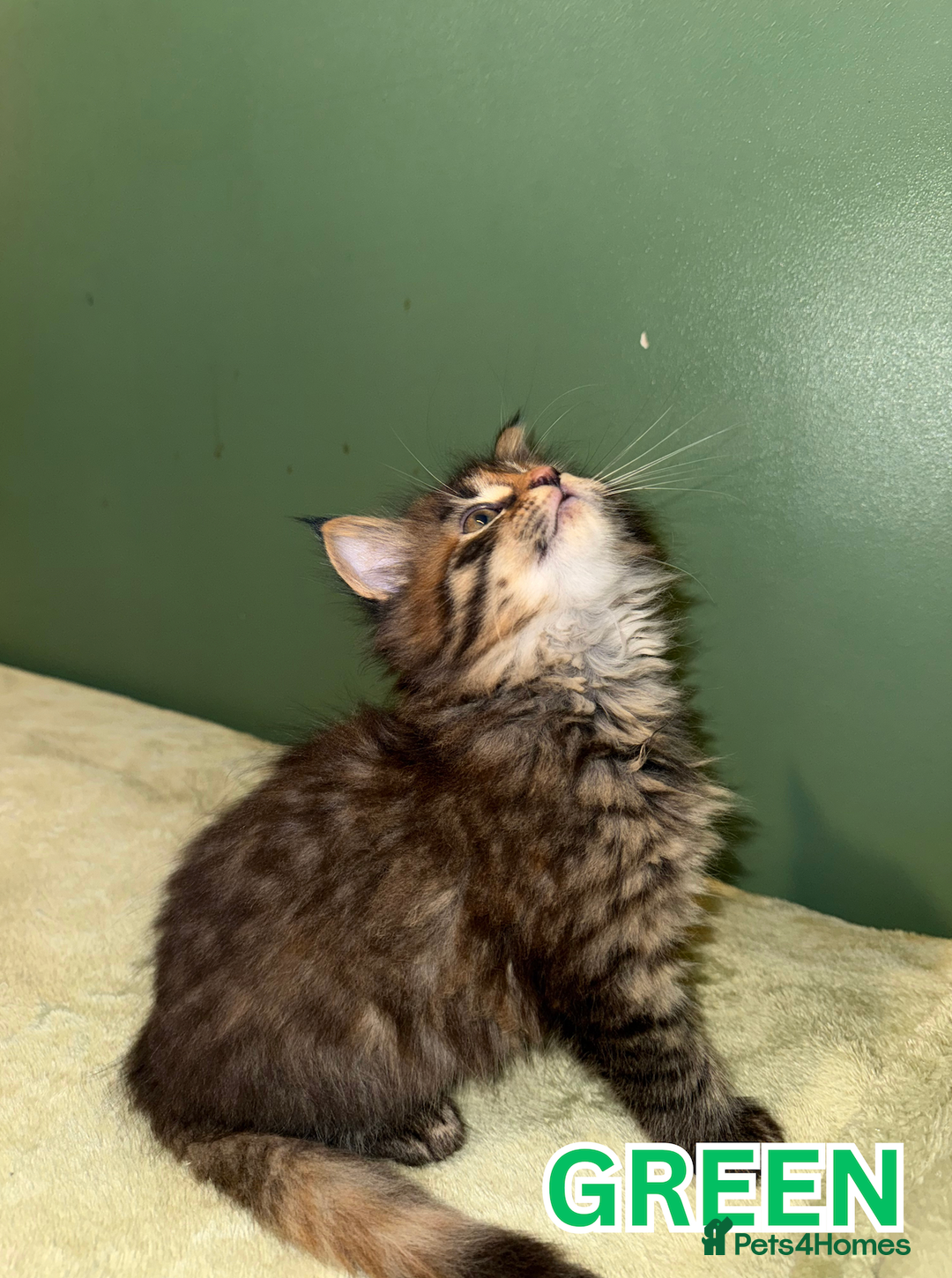 Maine Coon cats for sale: Maine Coon Cross Kittens Ready for Homes! - Advert 7