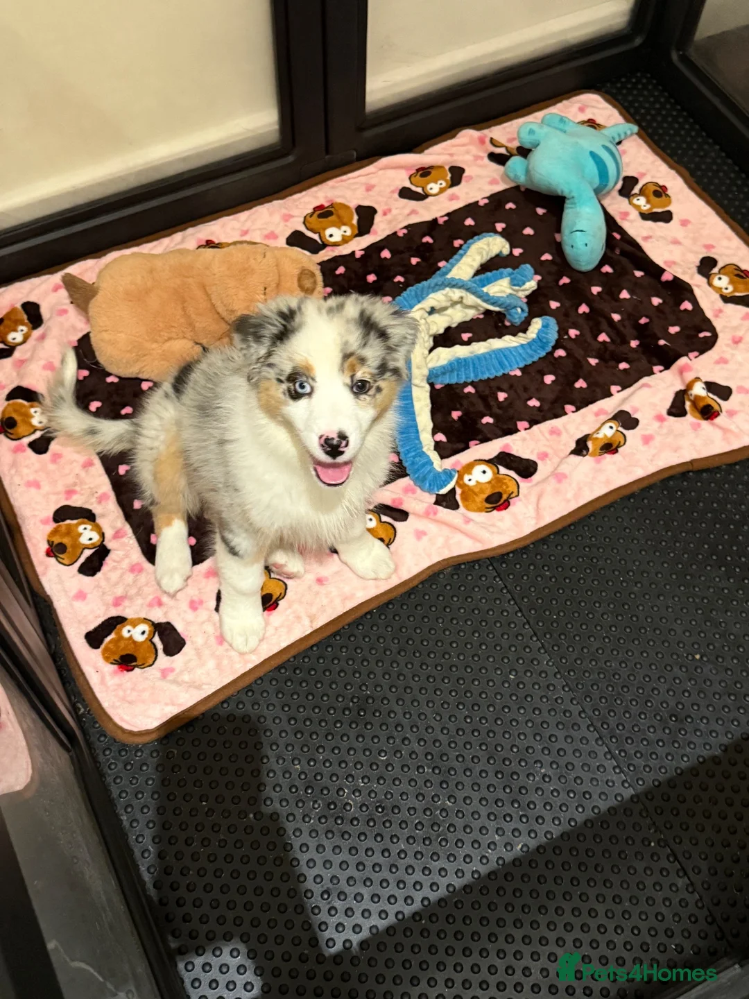 Australian Shepherd dogs for sale: Australian Shepherd - Blue Merle  - Advert 2