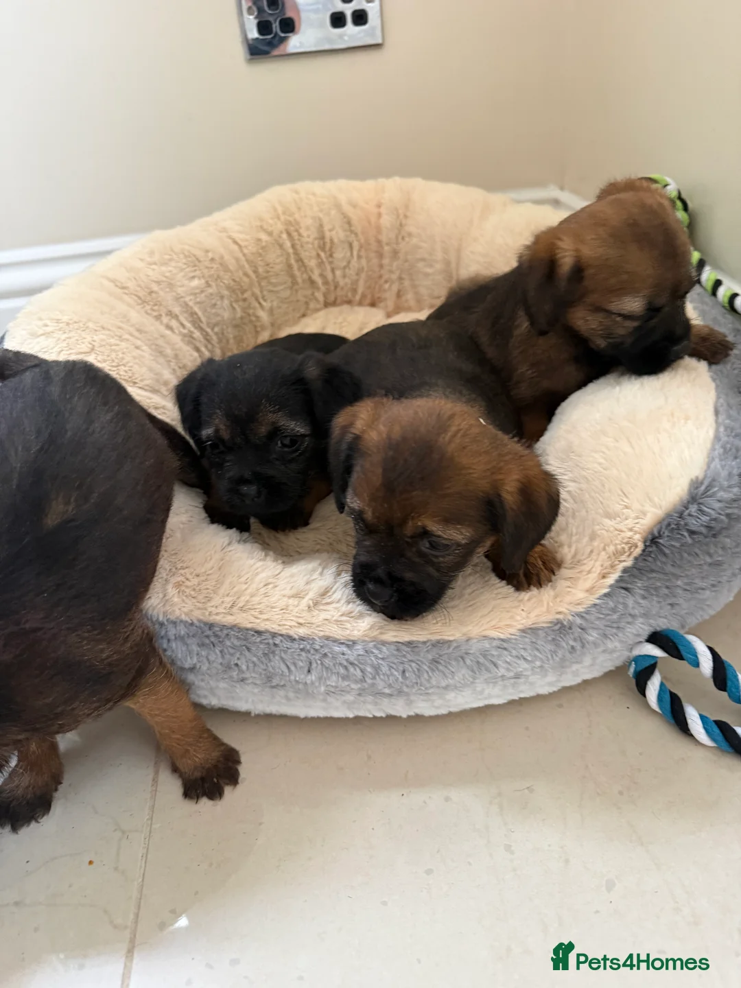 Border Terrier dogs for sale: Kc reg, Beautiful border terrier Puppys  in Tonbridge - Advert 6