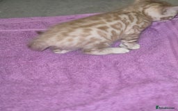 Bengal cats for sale: 2 stunning bengal kittens - Image 3