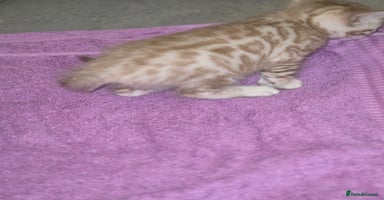 Bengal cats - Advert 12