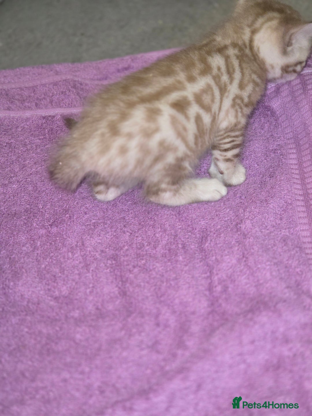 Bengal cats for sale: 2 stunning bengal kittens - Image 3