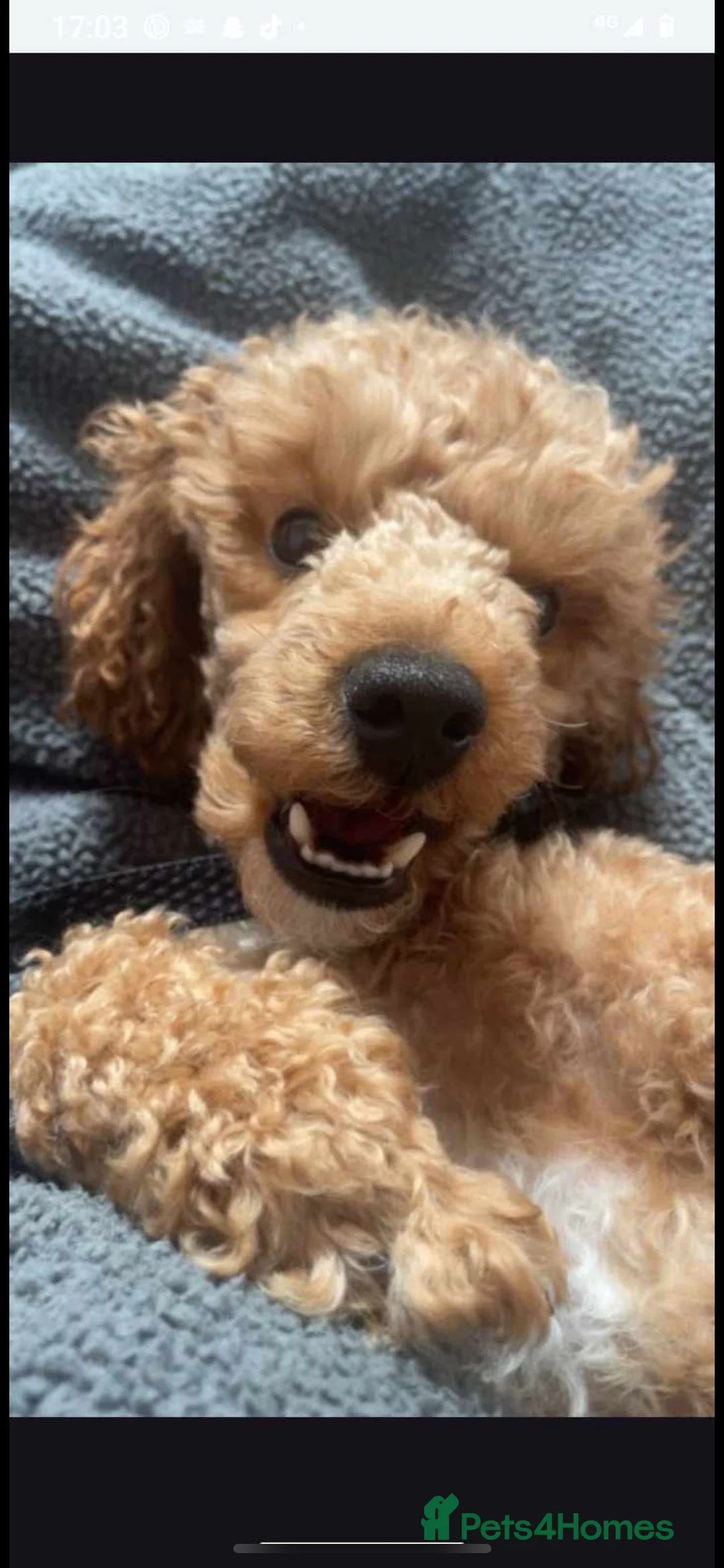 Cockapoo dogs for sale: F1b toy cockapoos - Advert 7