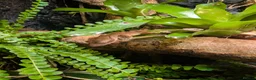 Gecko reptiles for sale: Baby crested geckos  - Advert 5