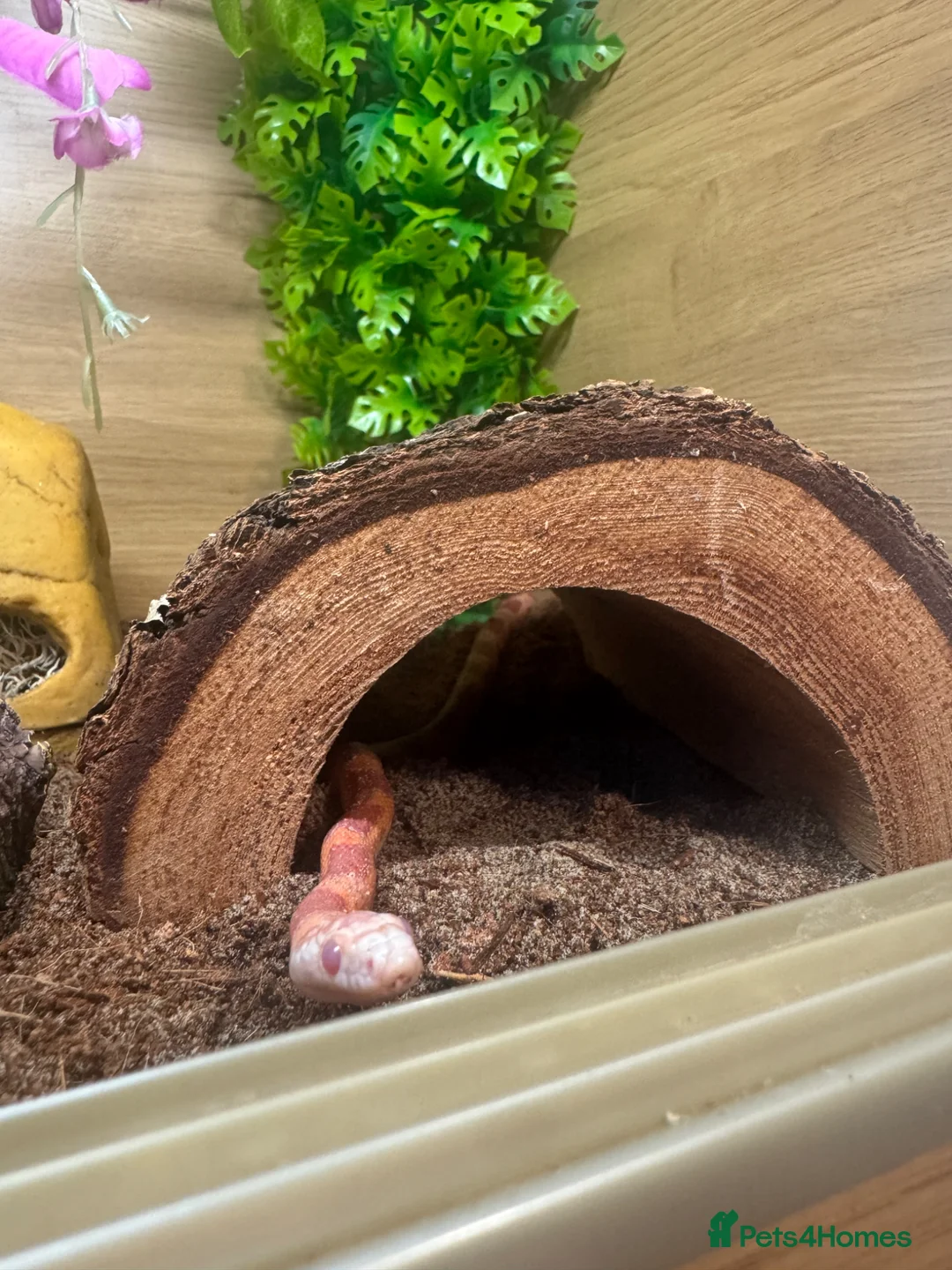 Corn Snake reptiles for sale: Corn snake  - Advert 2