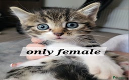 Mixed Breed cats for sale: 2 ginger male kittens, 1 female tabby - Image 3