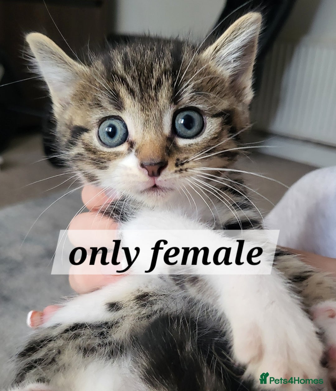 Mixed Breed cats for sale: 2 ginger male kittens, 1 female tabby - Image 3