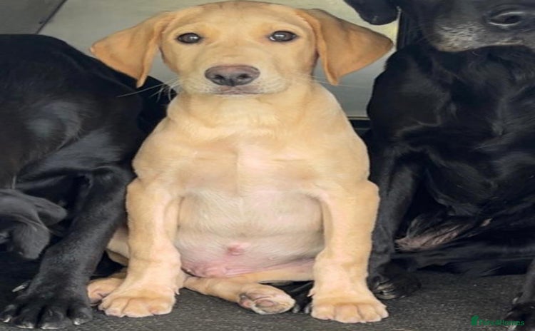 Labrador Retriever dogs - Advert 14