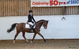 Other Breed horses for sale: 15.1 Welsh x thoroughbred  - Image 6