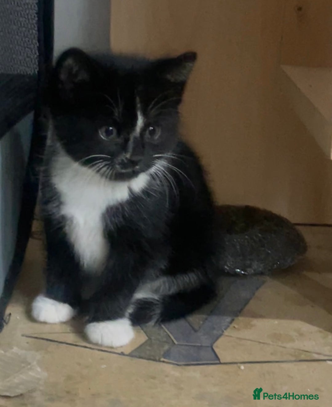 Domestic Shorthair cats for sale: 1 Female Tabby Kitten & 1 Black Tuxedo Male Kitten - Advert 4