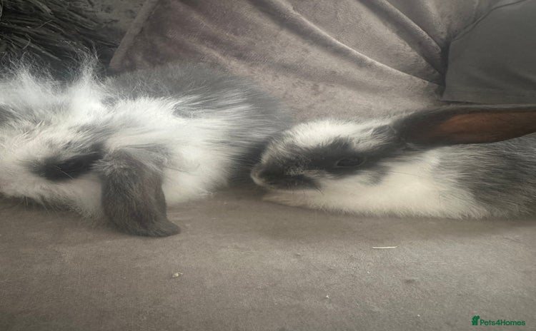Mini Lion Lop rabbits - Advert 15
