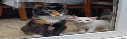 European cats for sale: Adorable Kittens  - Advert 1