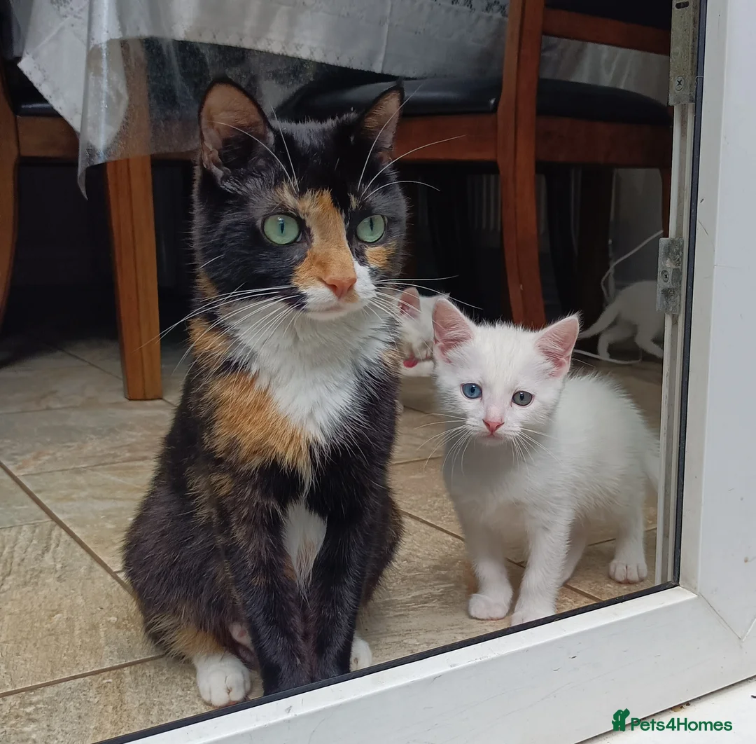 European cats for sale: Adorable Kittens  - Advert 1