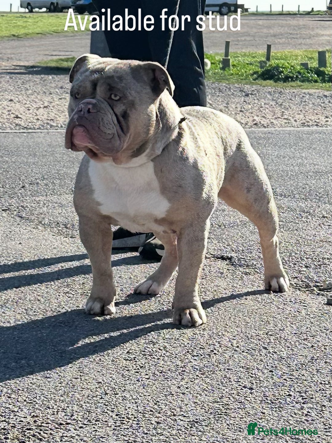 Olde English Bulldogge dogs for stud: Olde English bulldog stud  - Advert 11